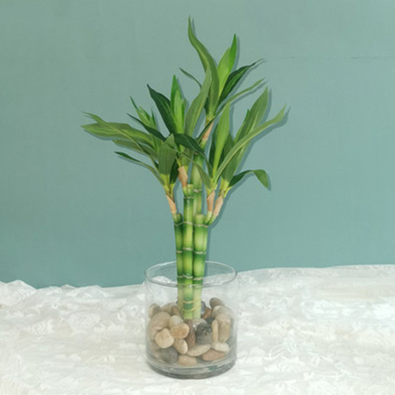 Aquarium Fish To Buy - Nouvelle plante artificielle Bambou porte-bonheur de