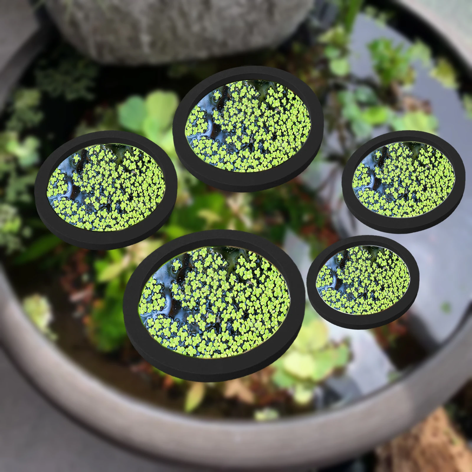 Aquarium Fishes - Anneaux d'Alimentation pour Aquarium, Plante Flottante,