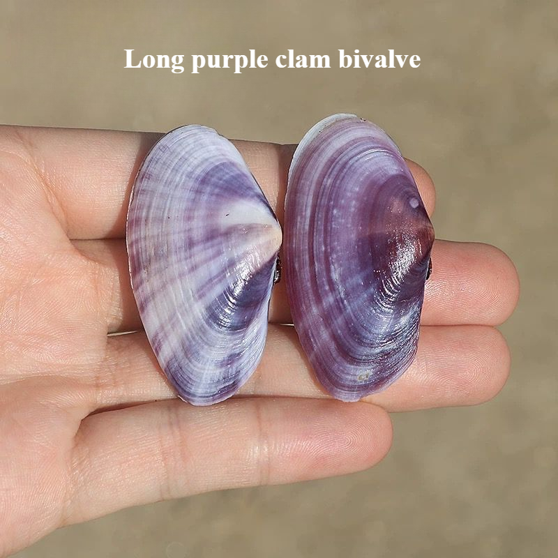 Aquarium Fish Long - Longue coquille de palourde violette naturelle,