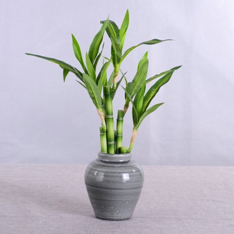 Nouvelle plante artificielle B - Aquarium Fish To Buy avis et prix