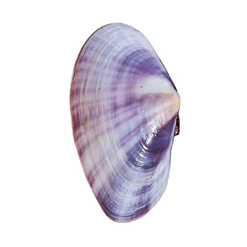 Longue palourde violette, conq - Aquarium Fish Long avis et prix