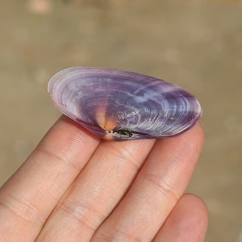 Longue palourde violette, conq - Aquarium Fish Long avis et prix