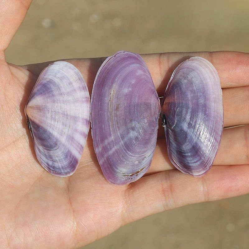 Longue palourde violette, conq - Aquarium Fish Long avis et prix
