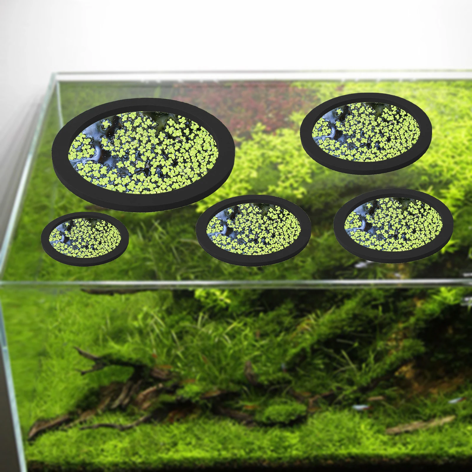 Anneaux d'Alimentation pour Aq - Aquarium Fishes avis et prix
