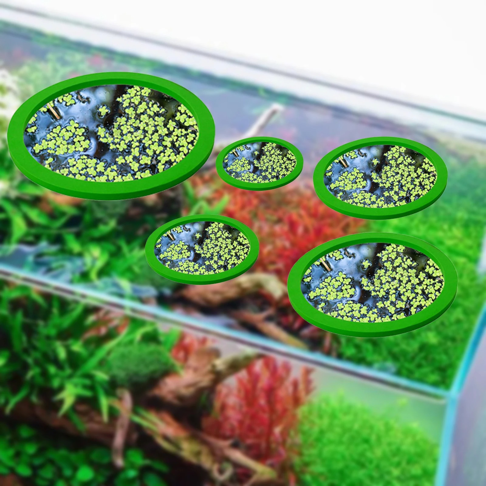 Anneaux d'Alimentation pour Aq - Aquarium Fishes avis et prix